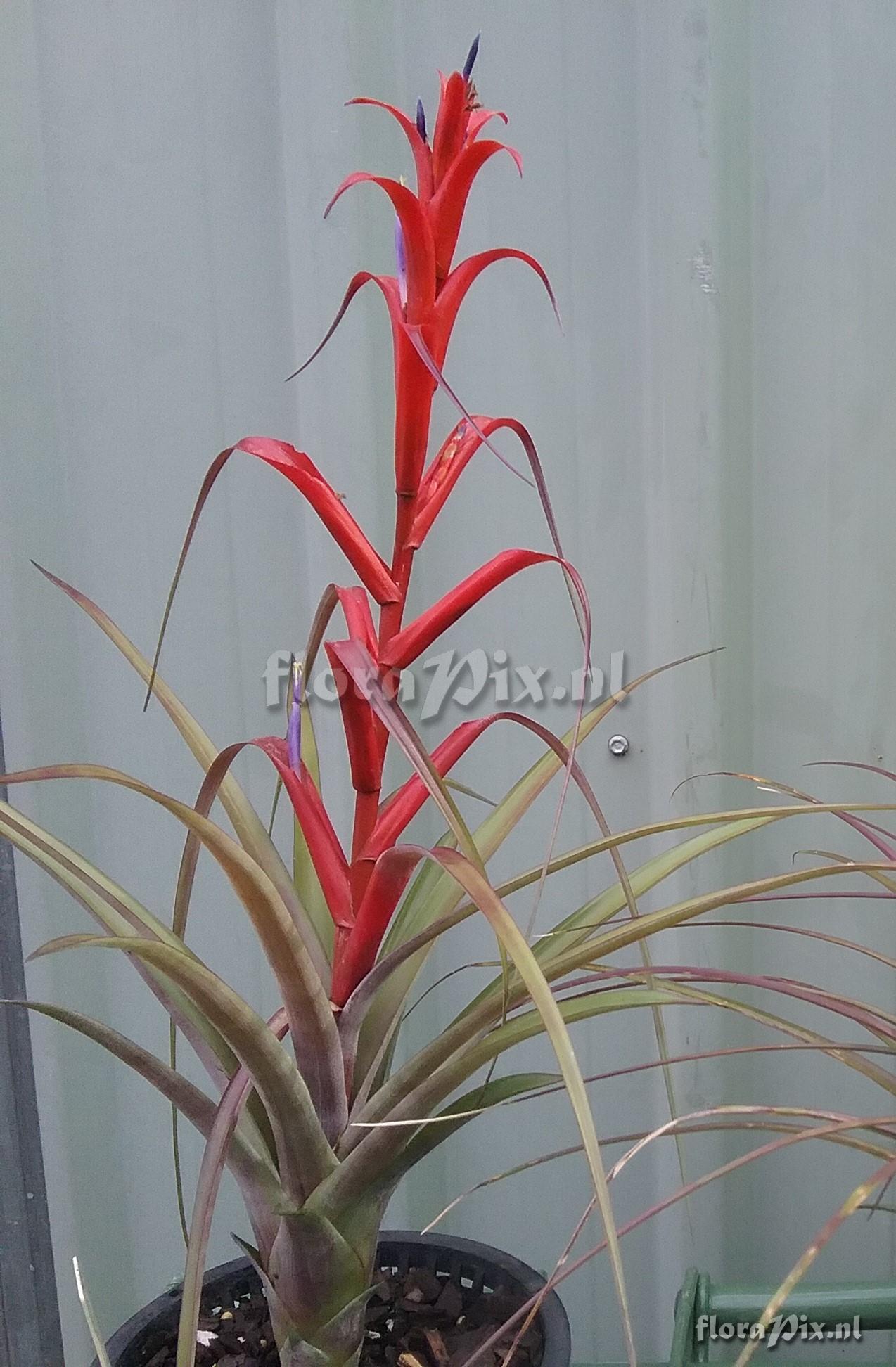 Tillandsia foliosa