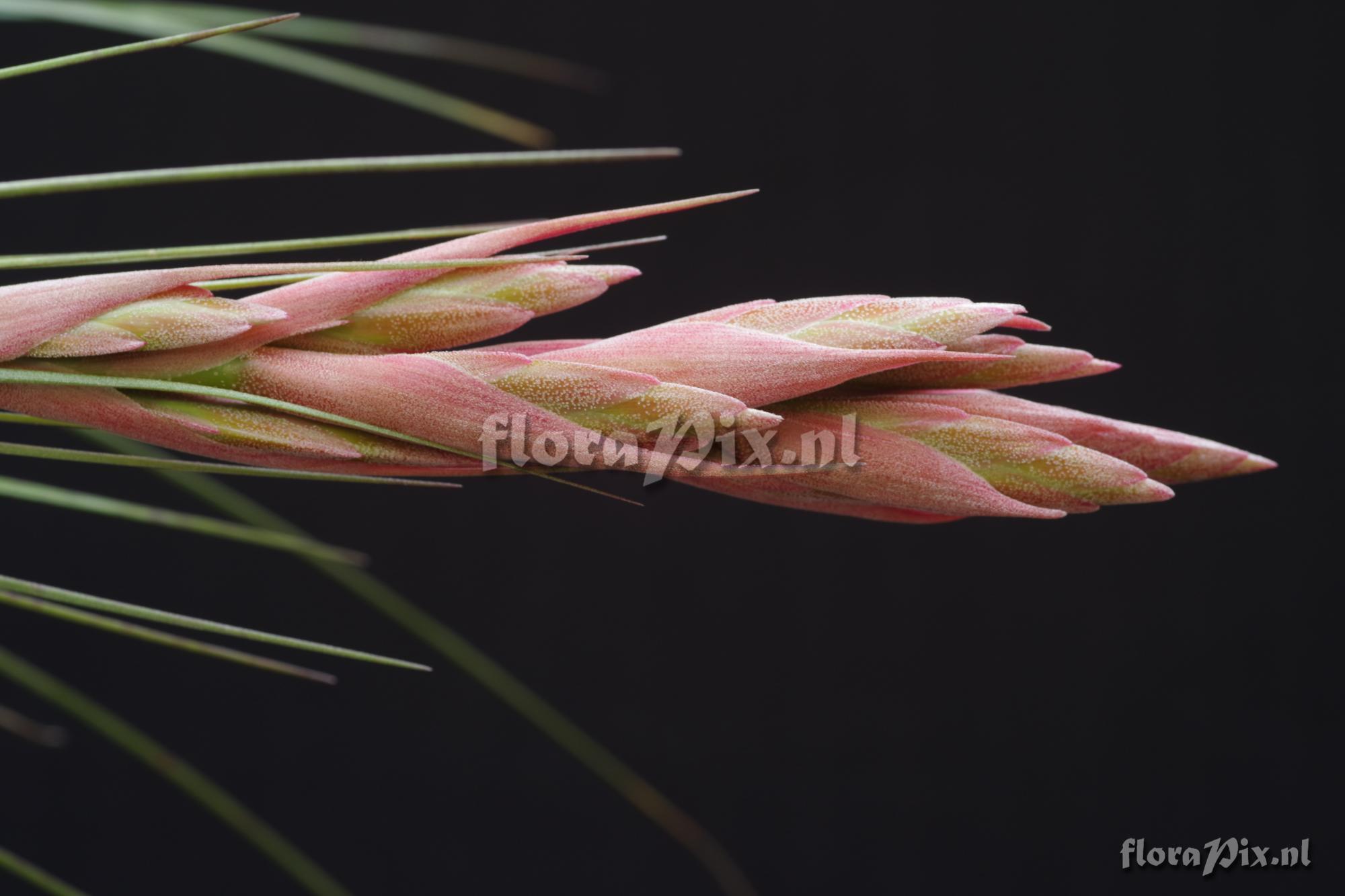 Tillandsia floridana x