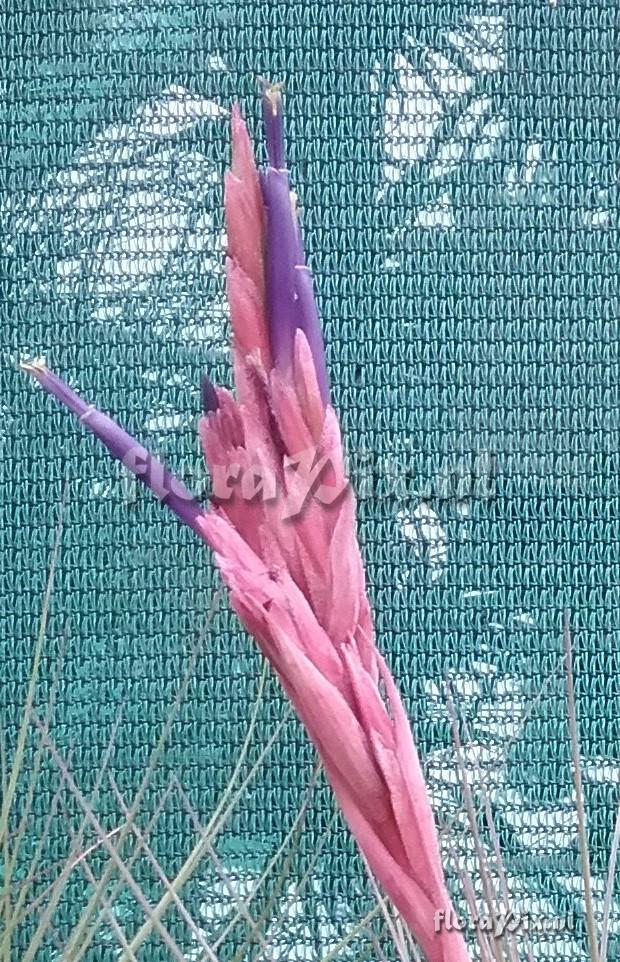 Tillandsia floridana x