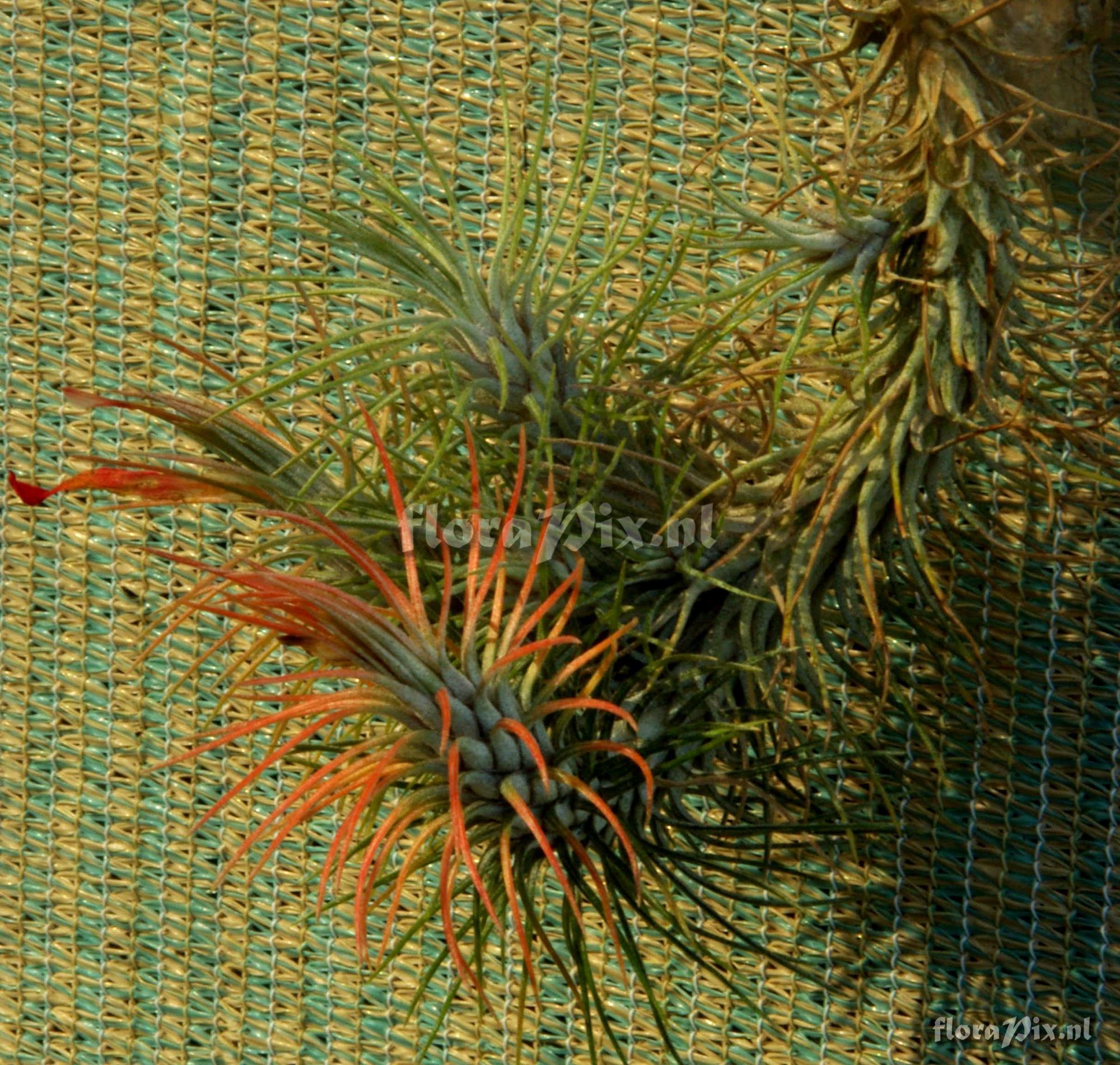 Tillandsia funckiana var. recurvifolia