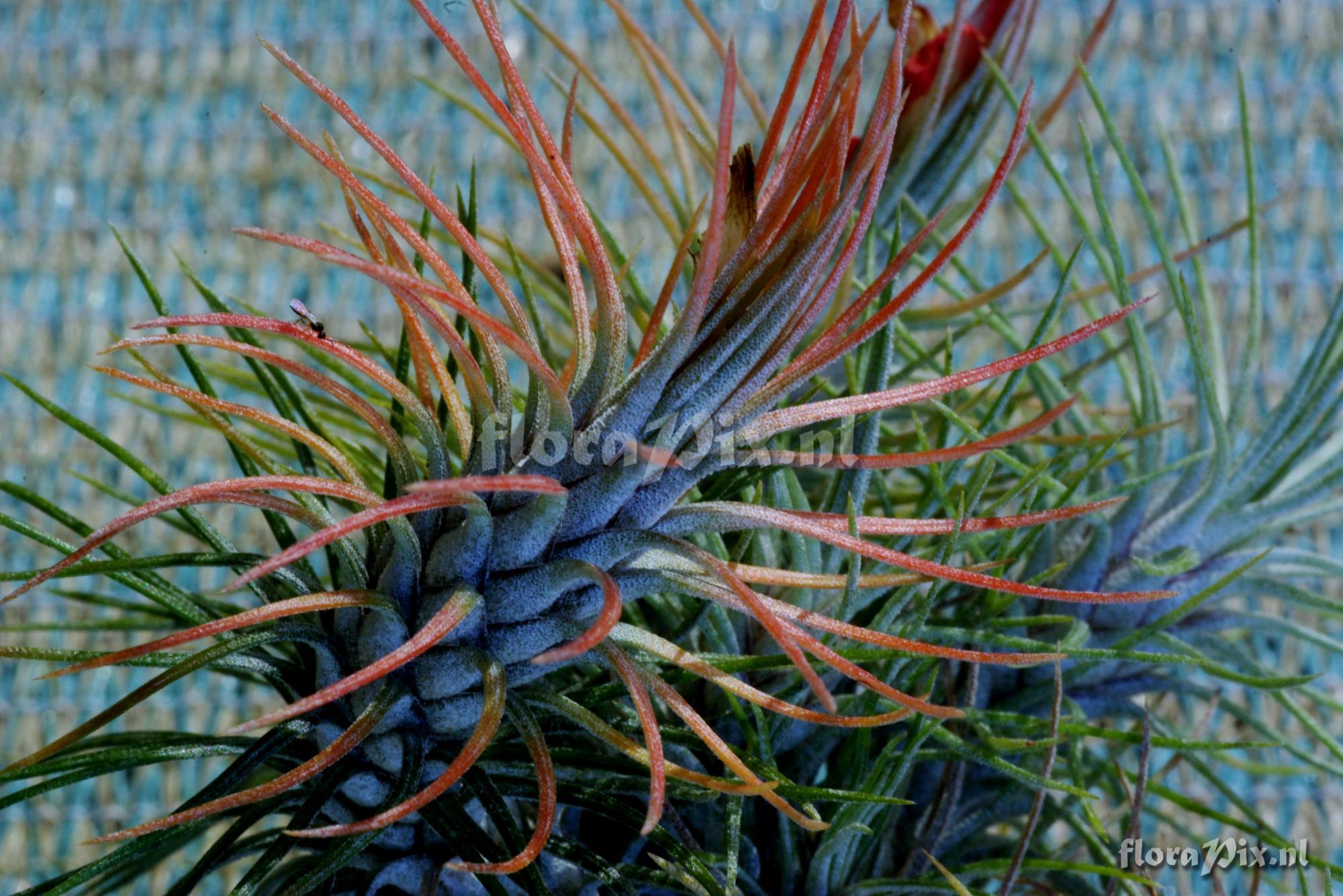 Tillandsia funckiana var. recurvifolia