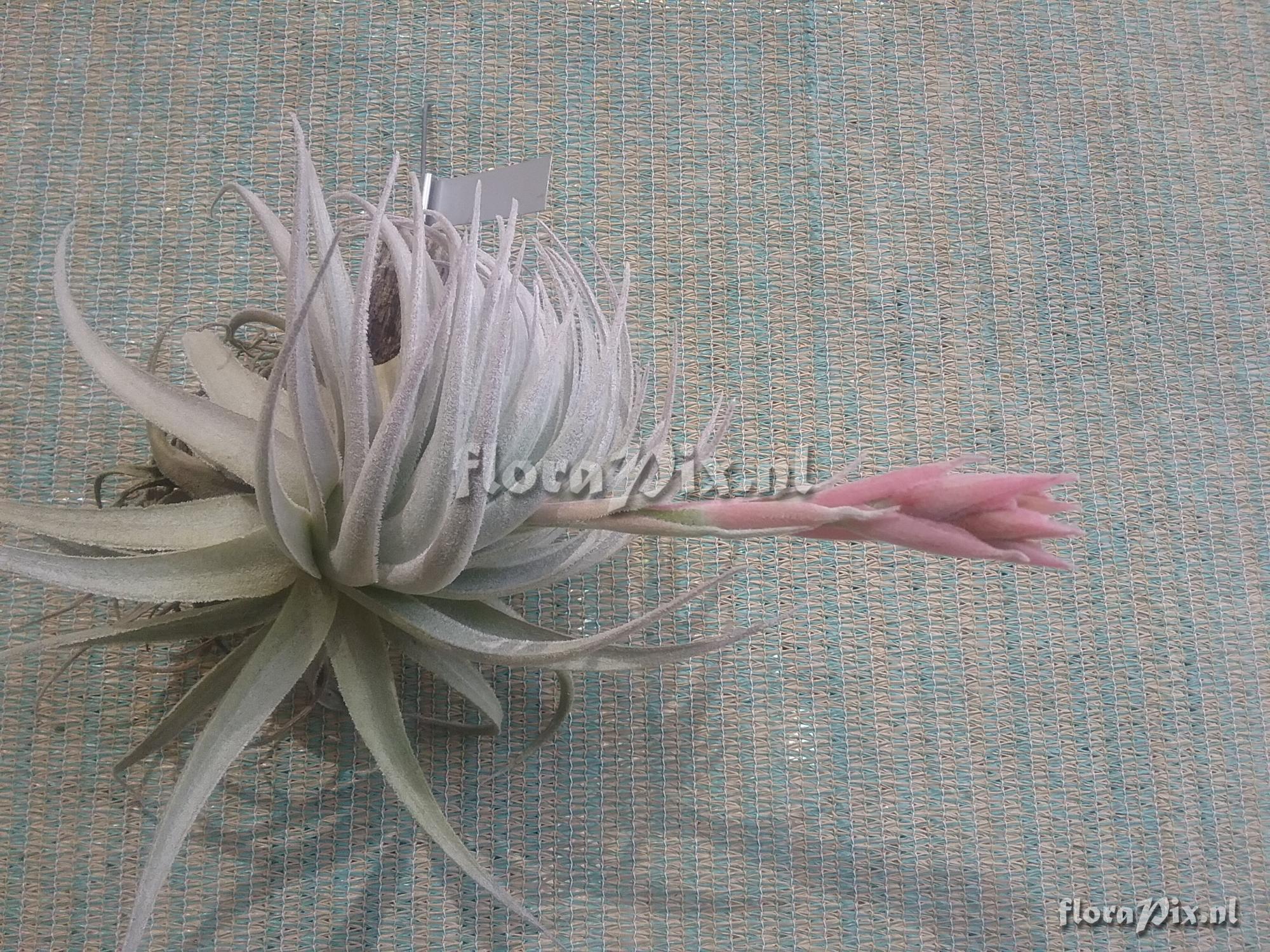 Tillandsia gardneri var. rupicola