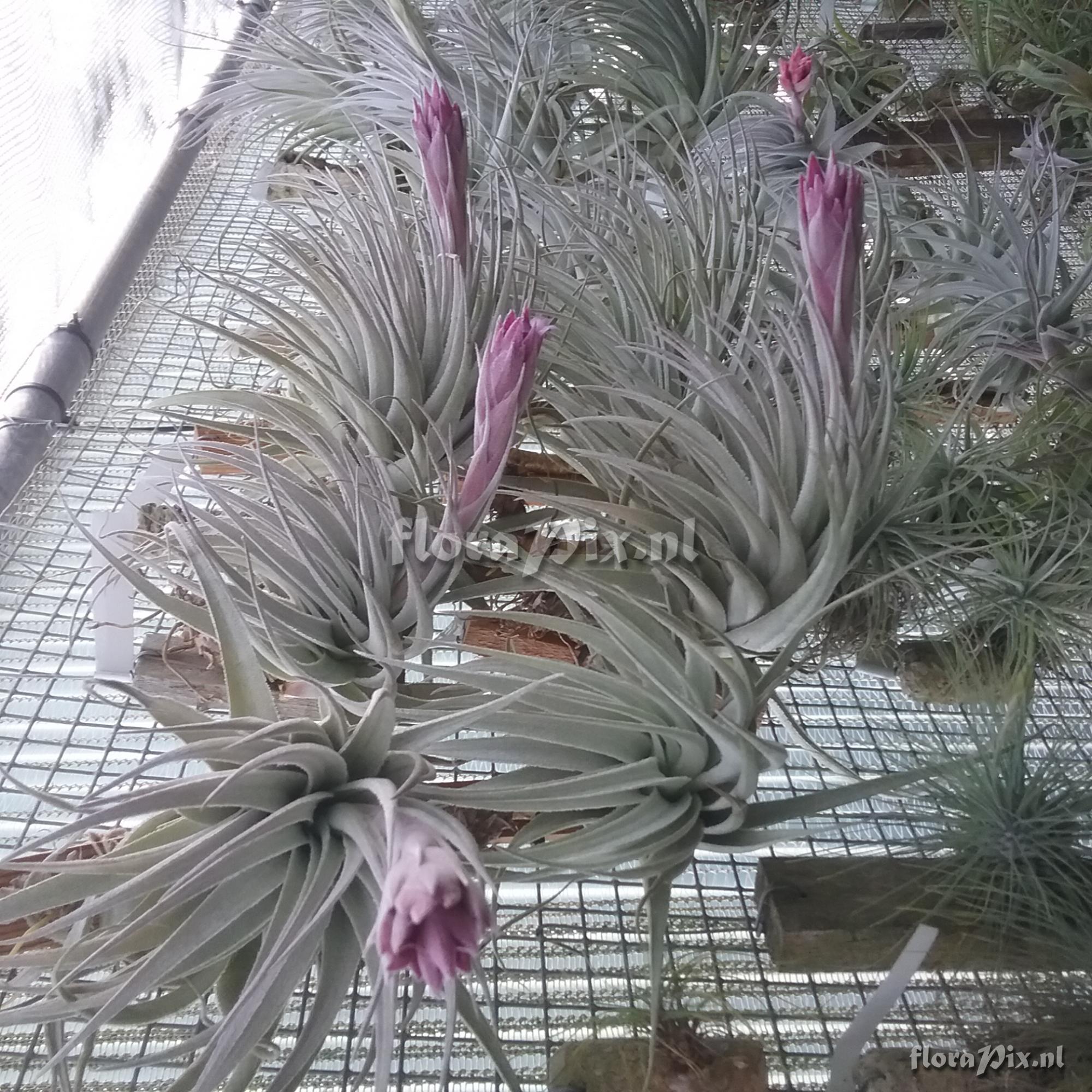 Tillandsia gardneri var. rupicola