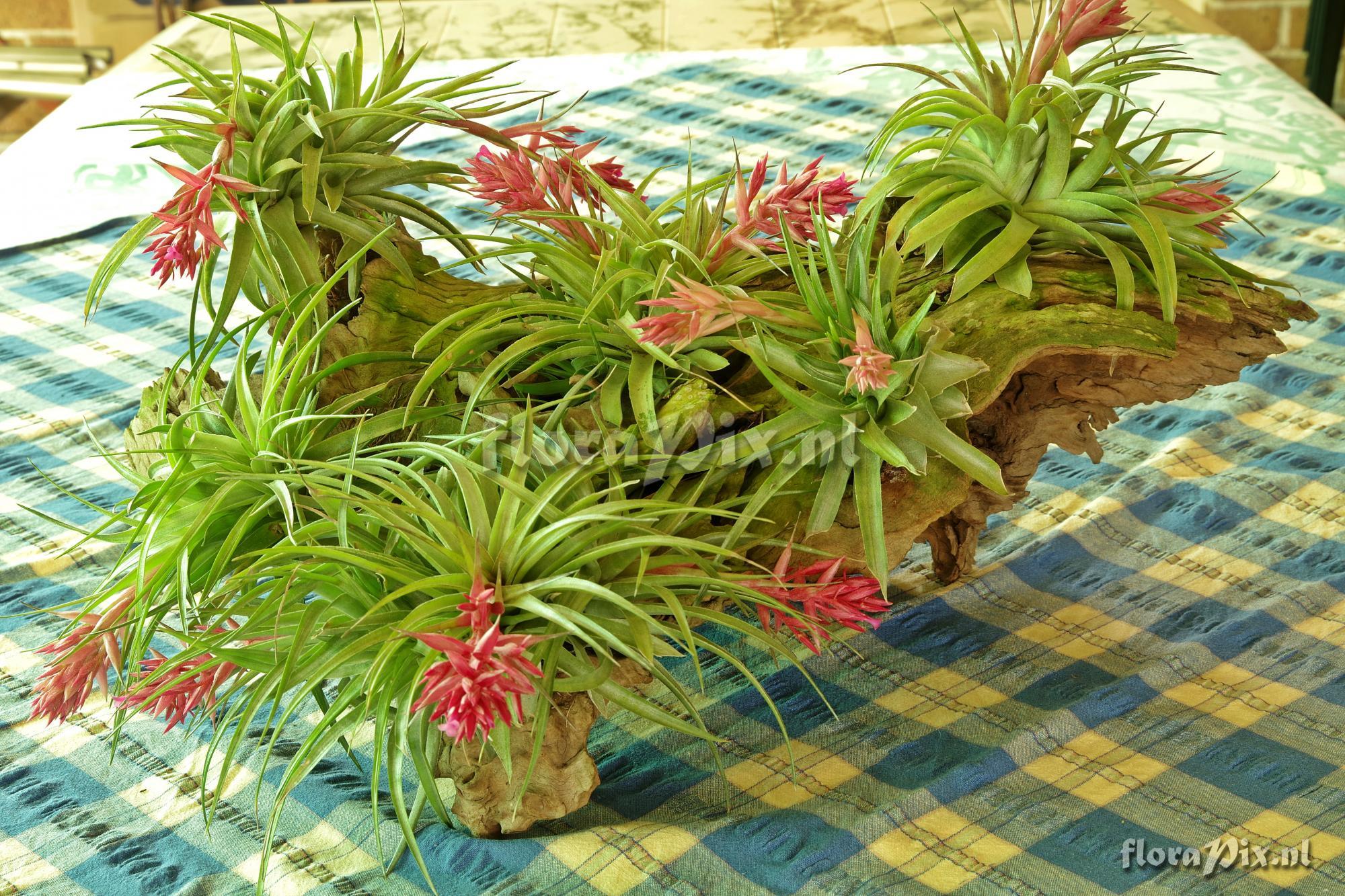 Tillandsia geminiflora