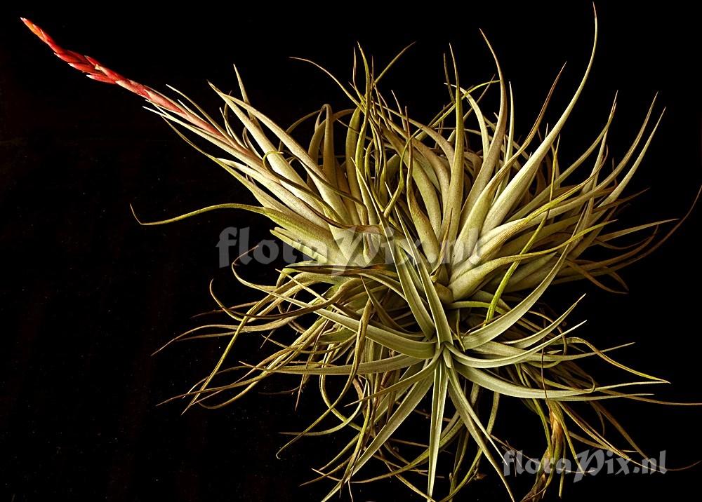 Tillandsia guelzii x