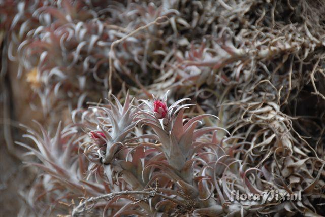 Tillandsia casus