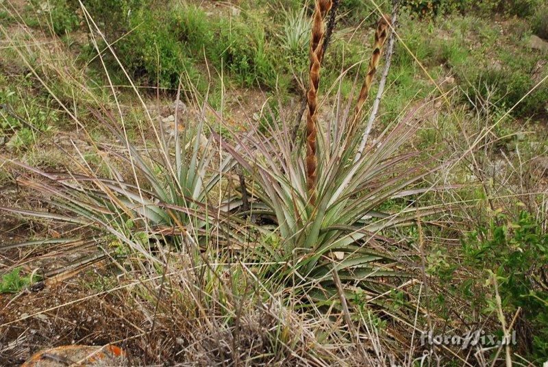 Puya spec. 