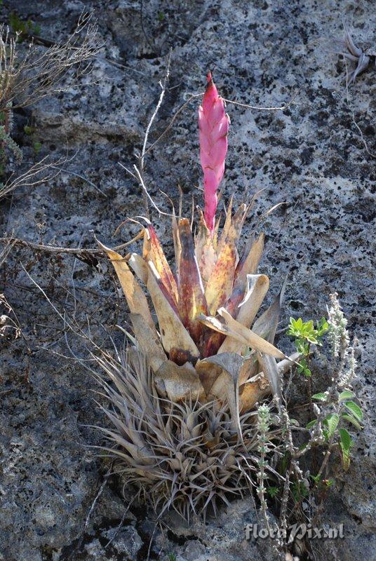 Tillandsia walteri