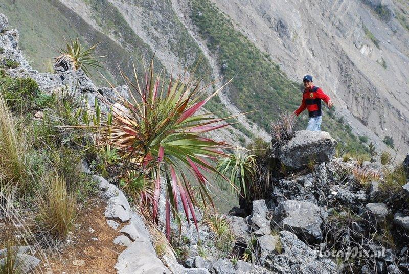 Bromeliaceae species Peru