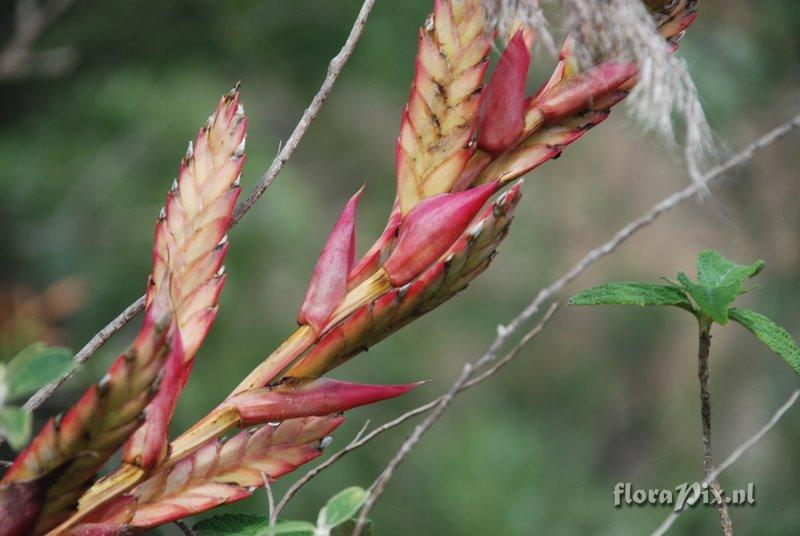 Bromeliaceae species Peru