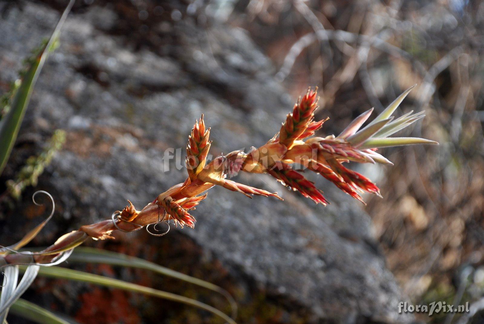 Tillandsia latifolia var. major