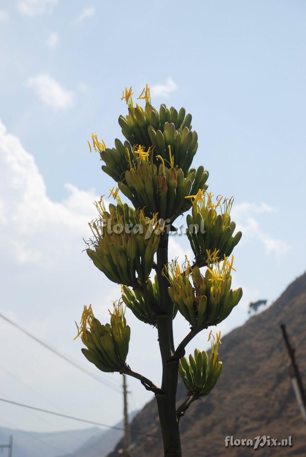 Agave cf.cordillerensis