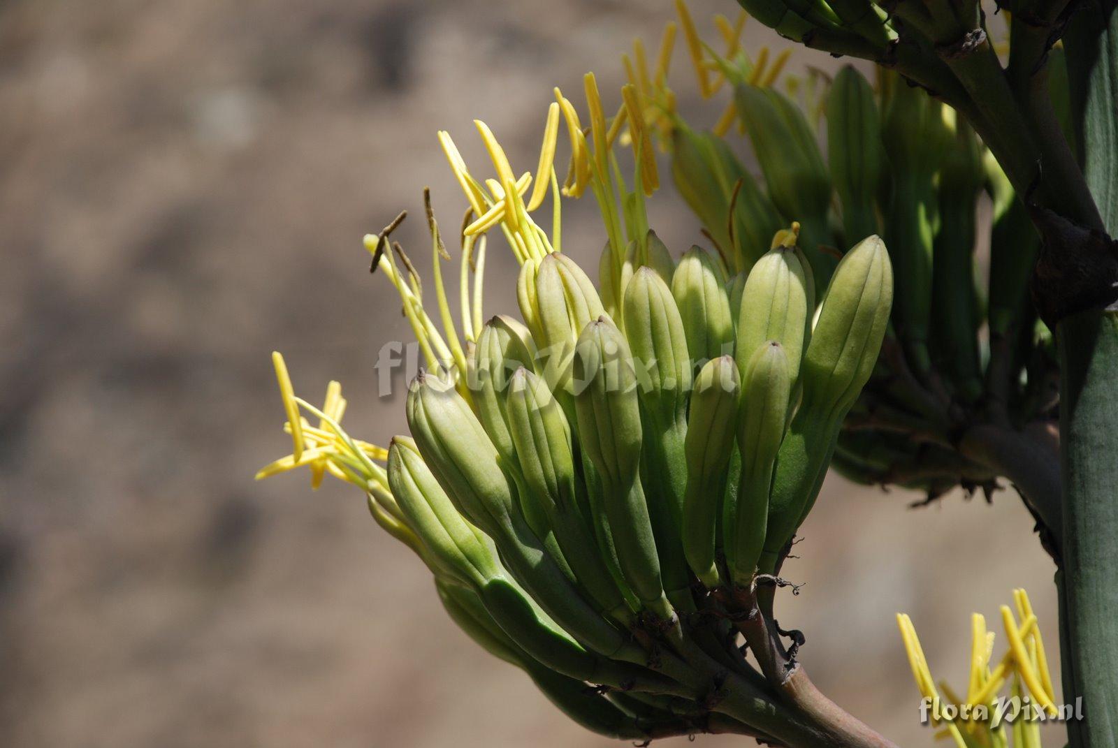 Agave cf.cordillerensis