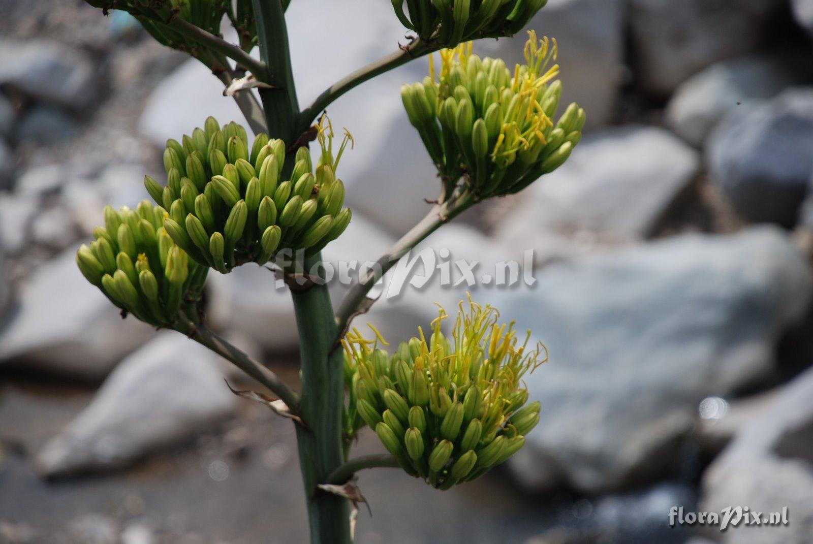 Agave cf.cordillerensis