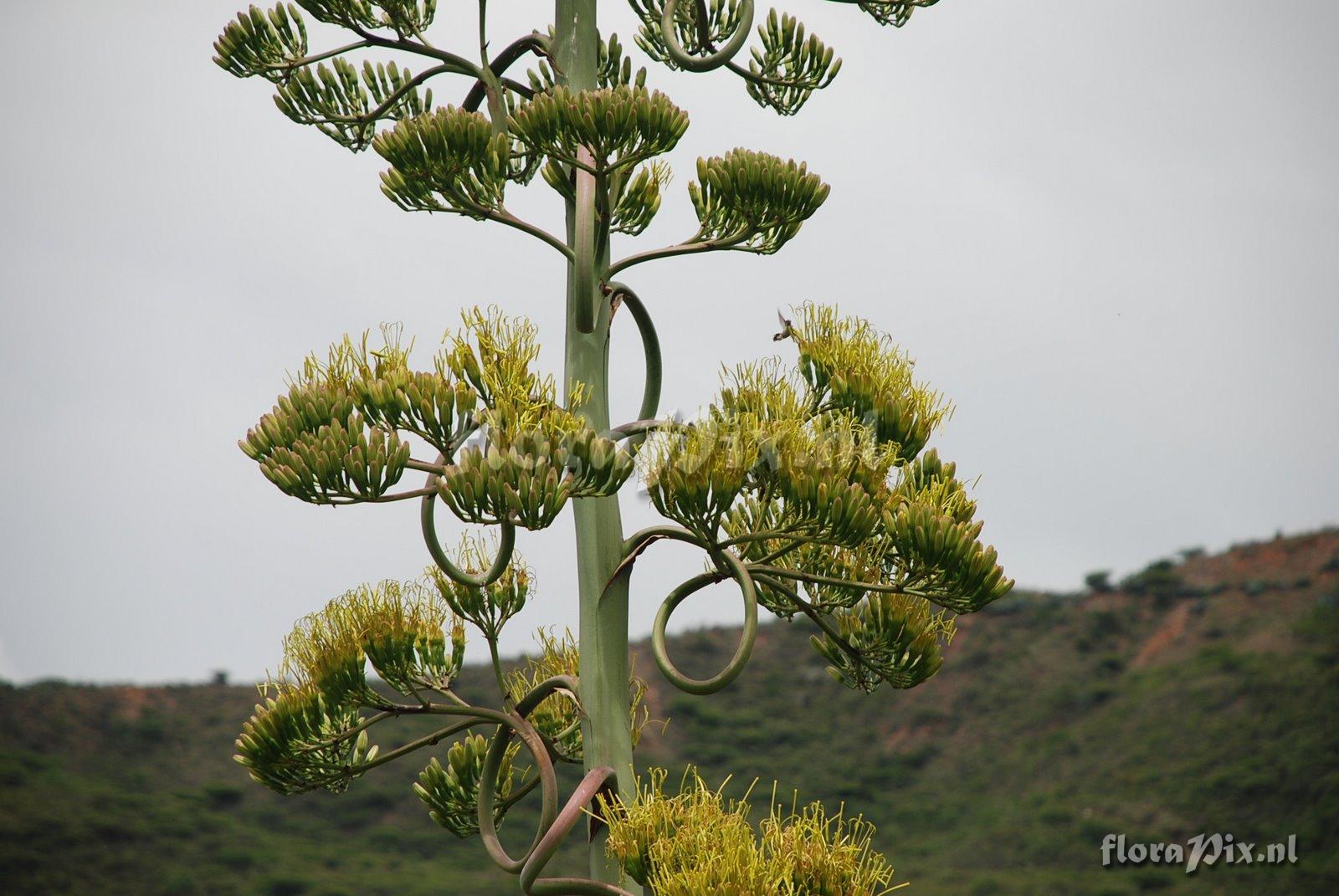 Agave americana?