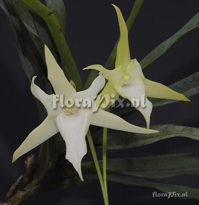 Angraecum sesquipedale