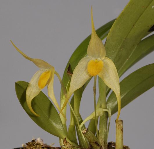 Bulbophyllum ankylochele