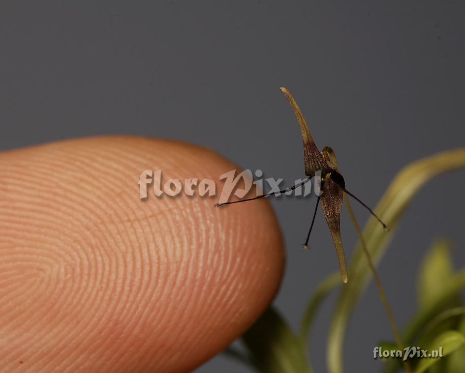 Bulbophyllum spec.