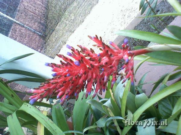 Aechmea sp.