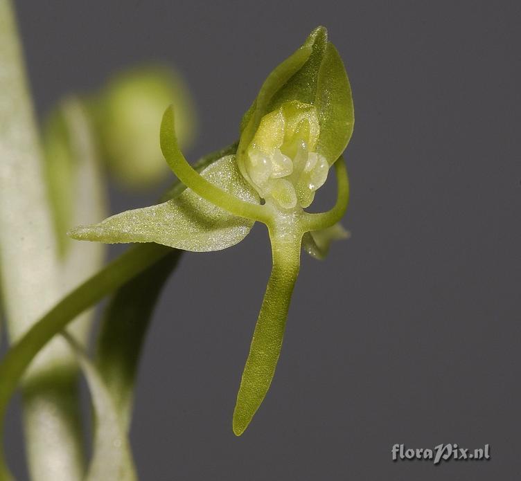 Habenaria arenaria