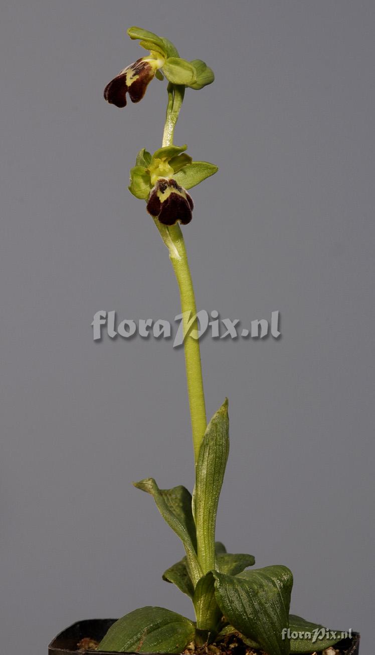 Ophrys sitiaca