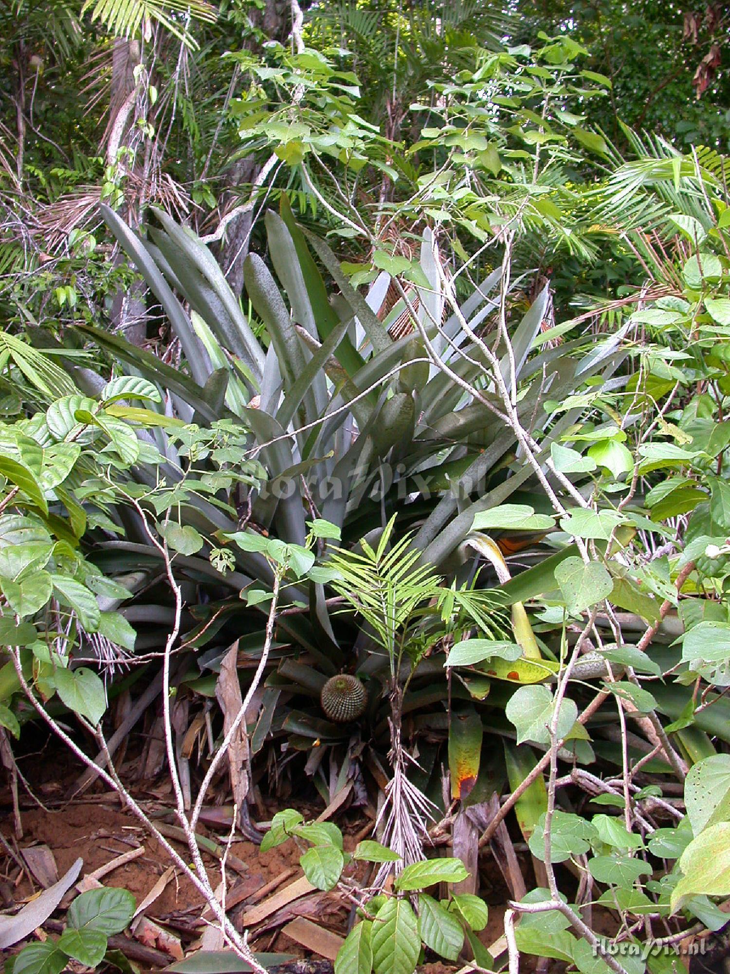 Aechmea multiflora