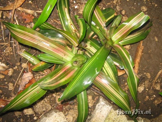 Neoregelia carolinae variegada ?