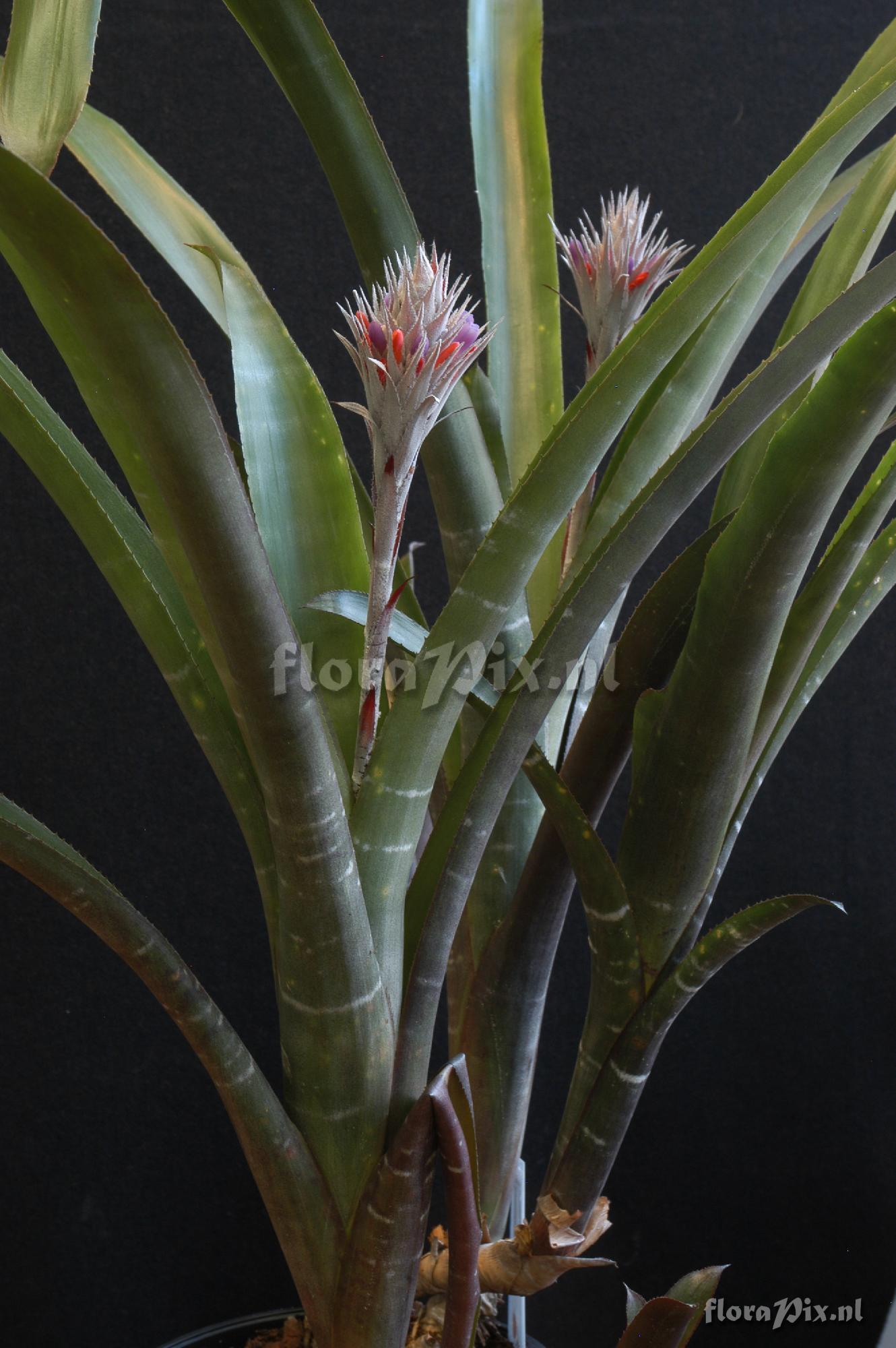 Aechmea dealbata 