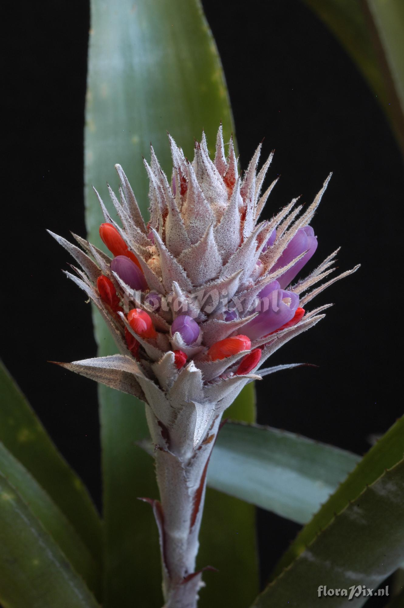 Aechmea dealbata 