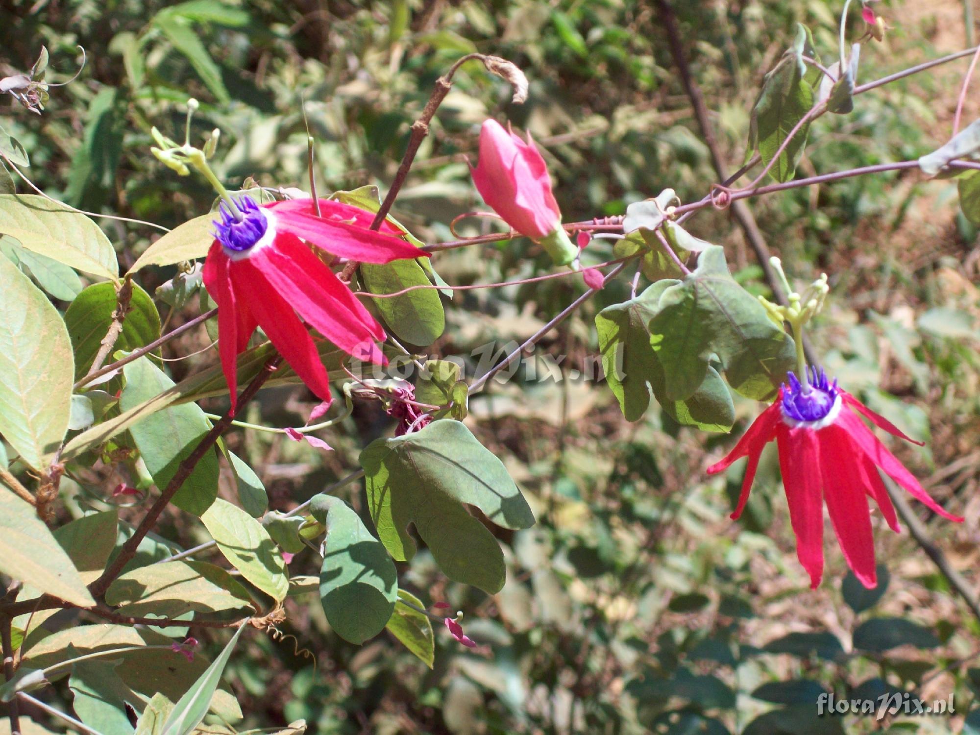 Passiflora sp.