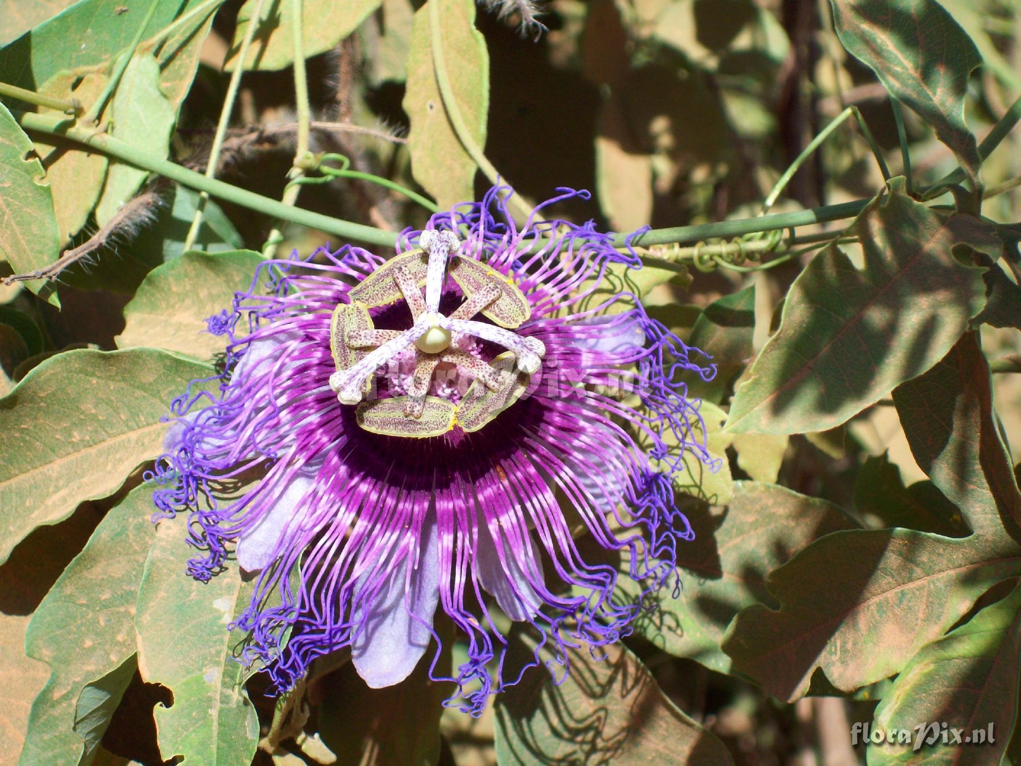 Passiflora cincinnata