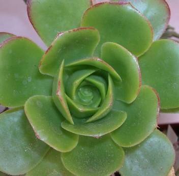 Aeonium 