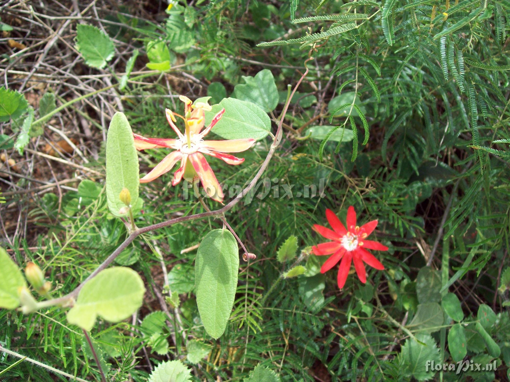 Passiflora luetzelburgii (?)