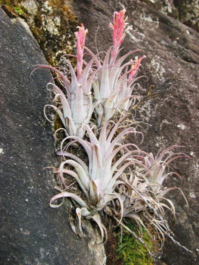 Tillandsia macbrideana var. longifolia