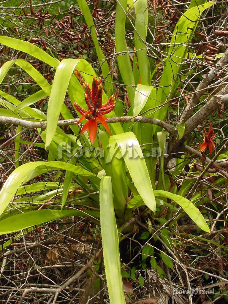 Aechmea tillandsioides