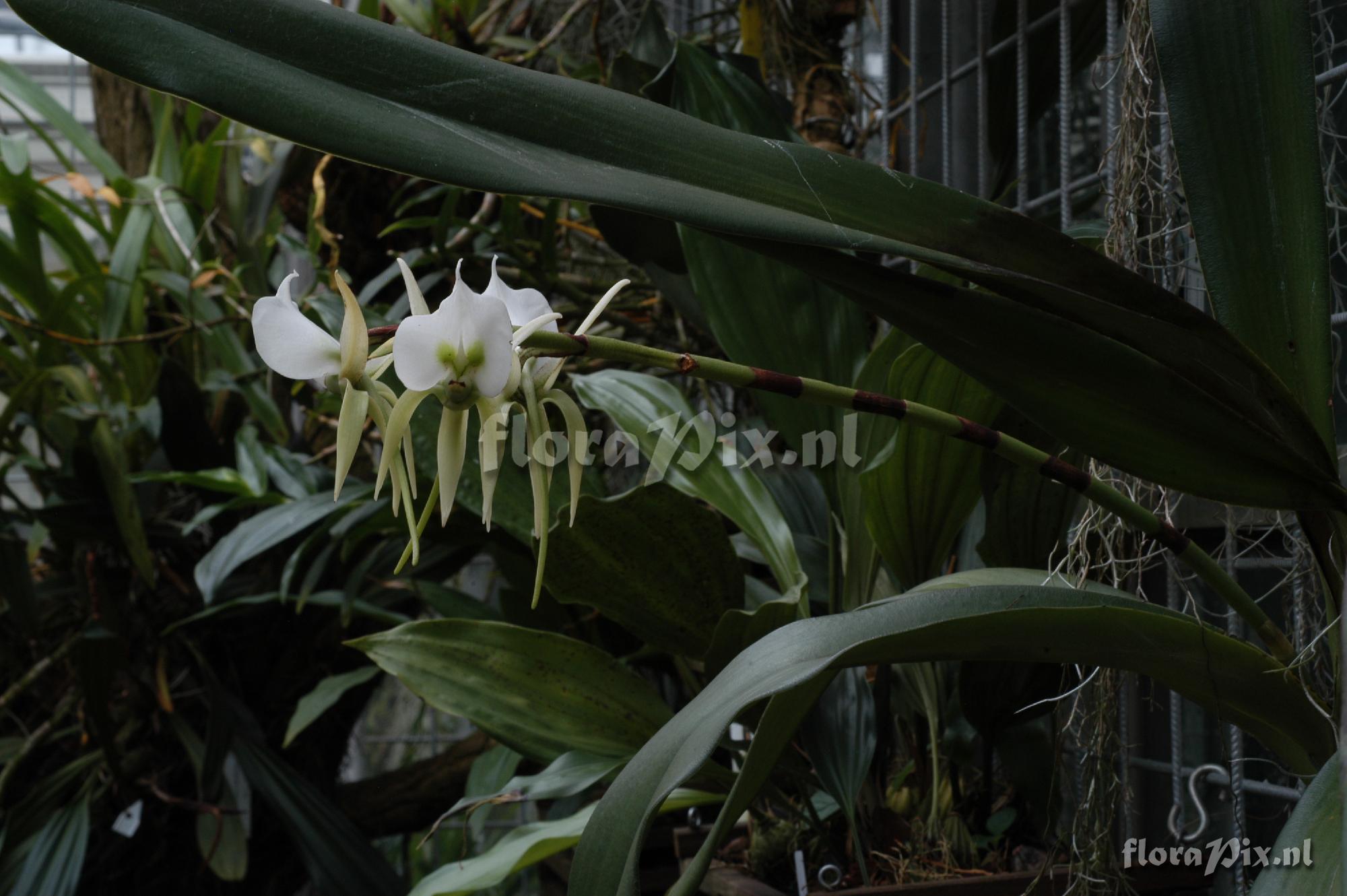 Angraecum eburneum subsp. superbum