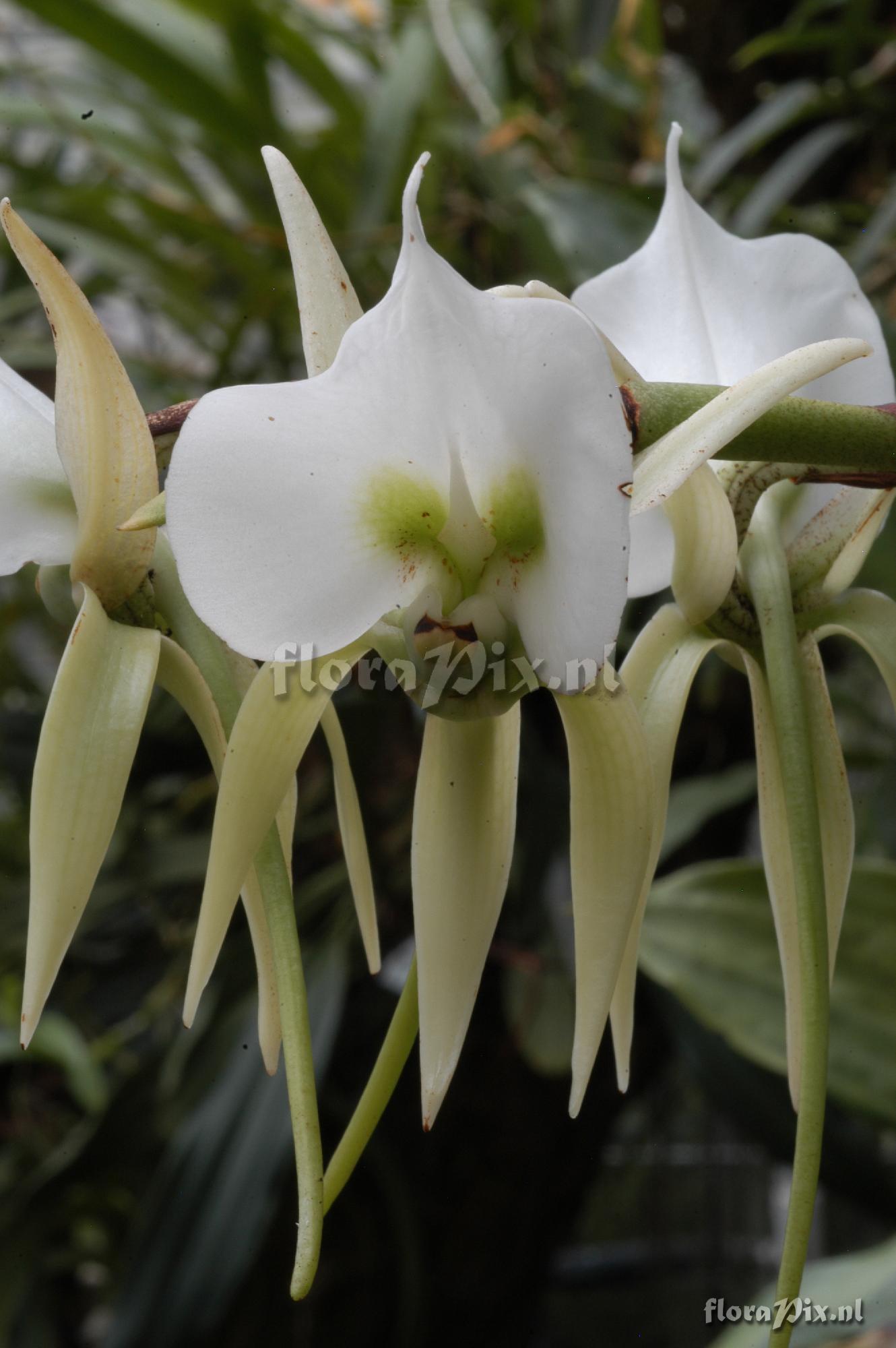 Angraecum eburneum subsp. superbum