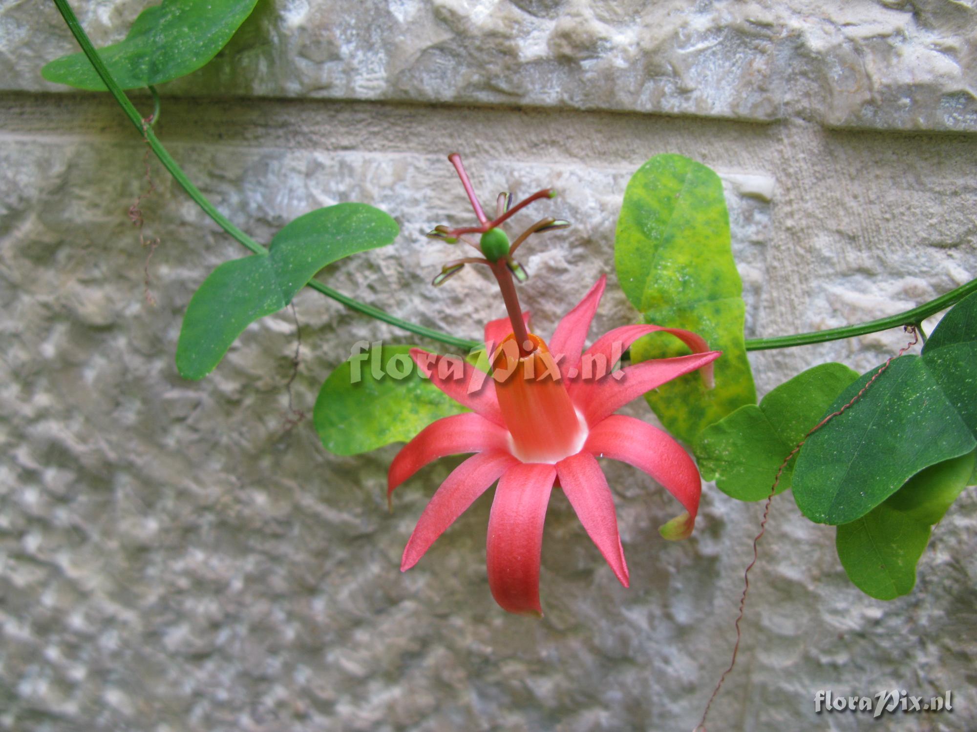 Passiflora murucuja