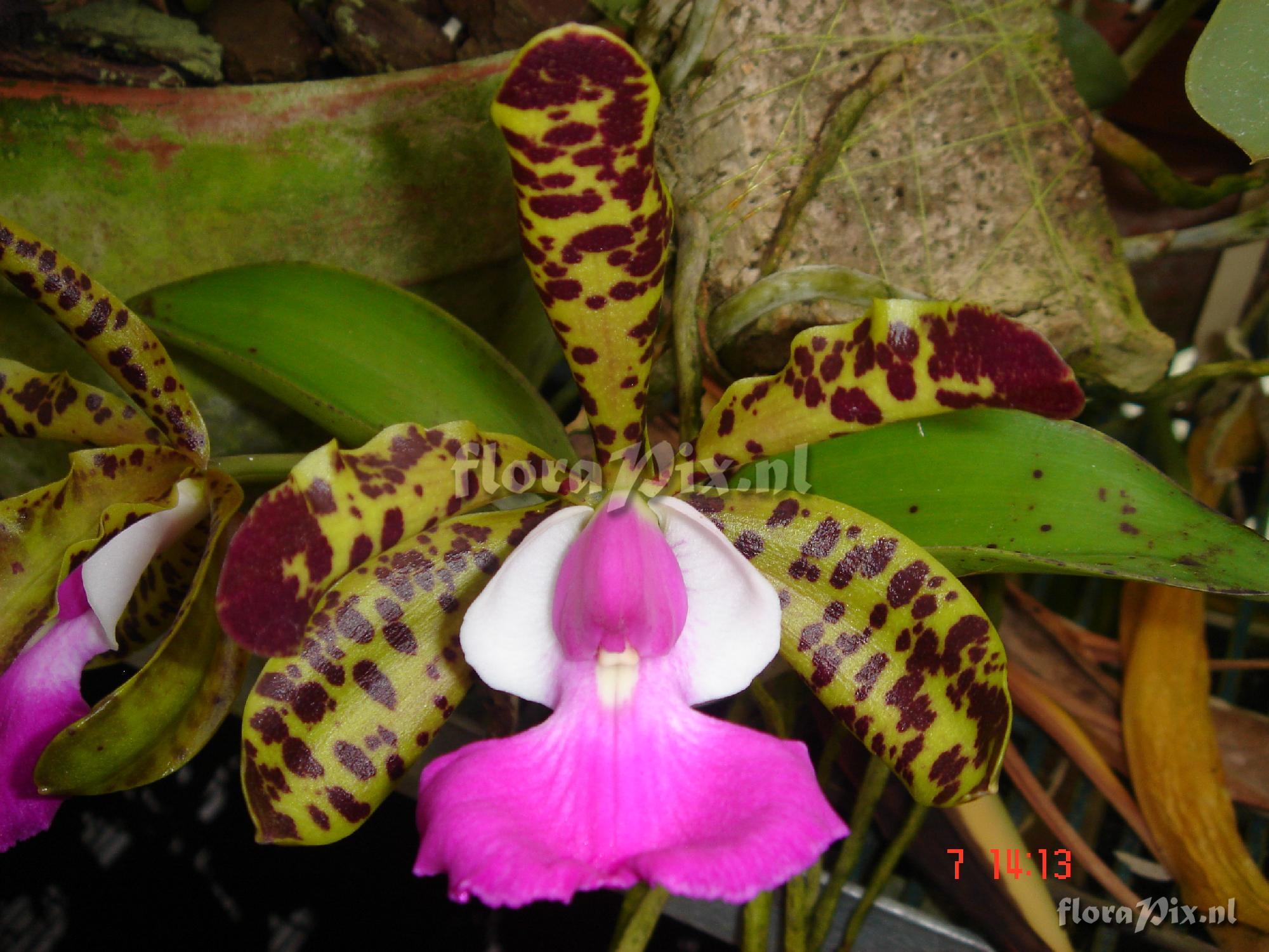 Cattleya aclandiae