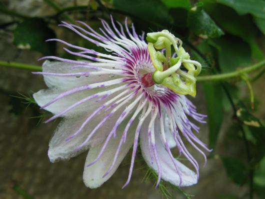 Passiflora foeteda