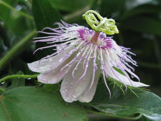 Passiflora foeteda