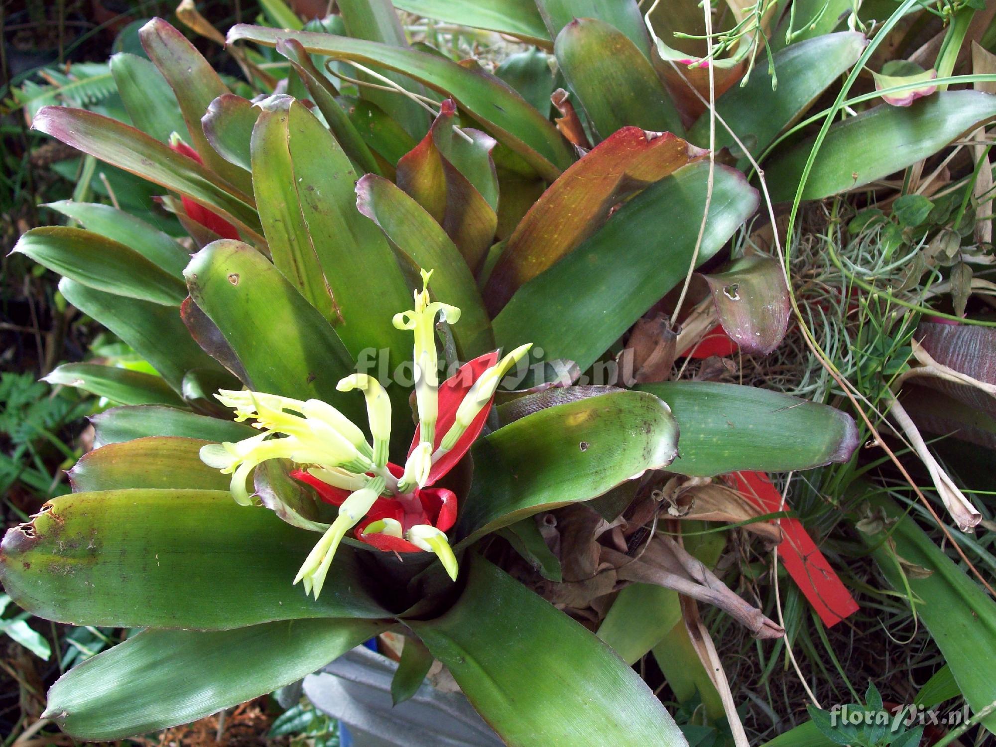 Billbergia amoena