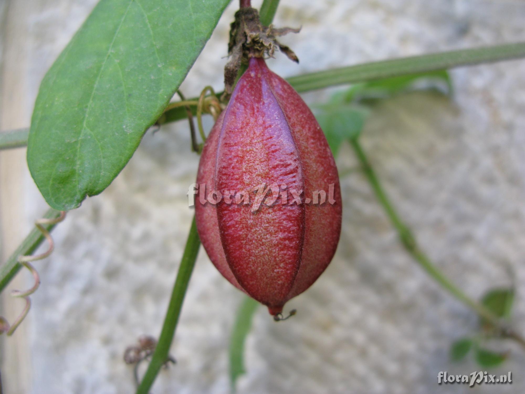 Passiflora rubra