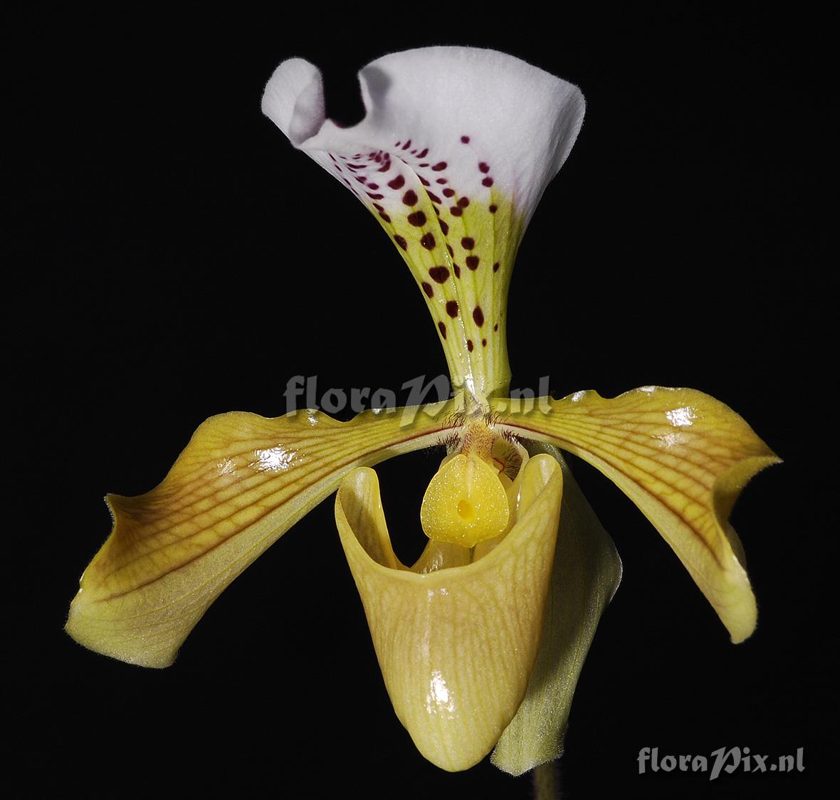 Paphiopedilum gratrixianum