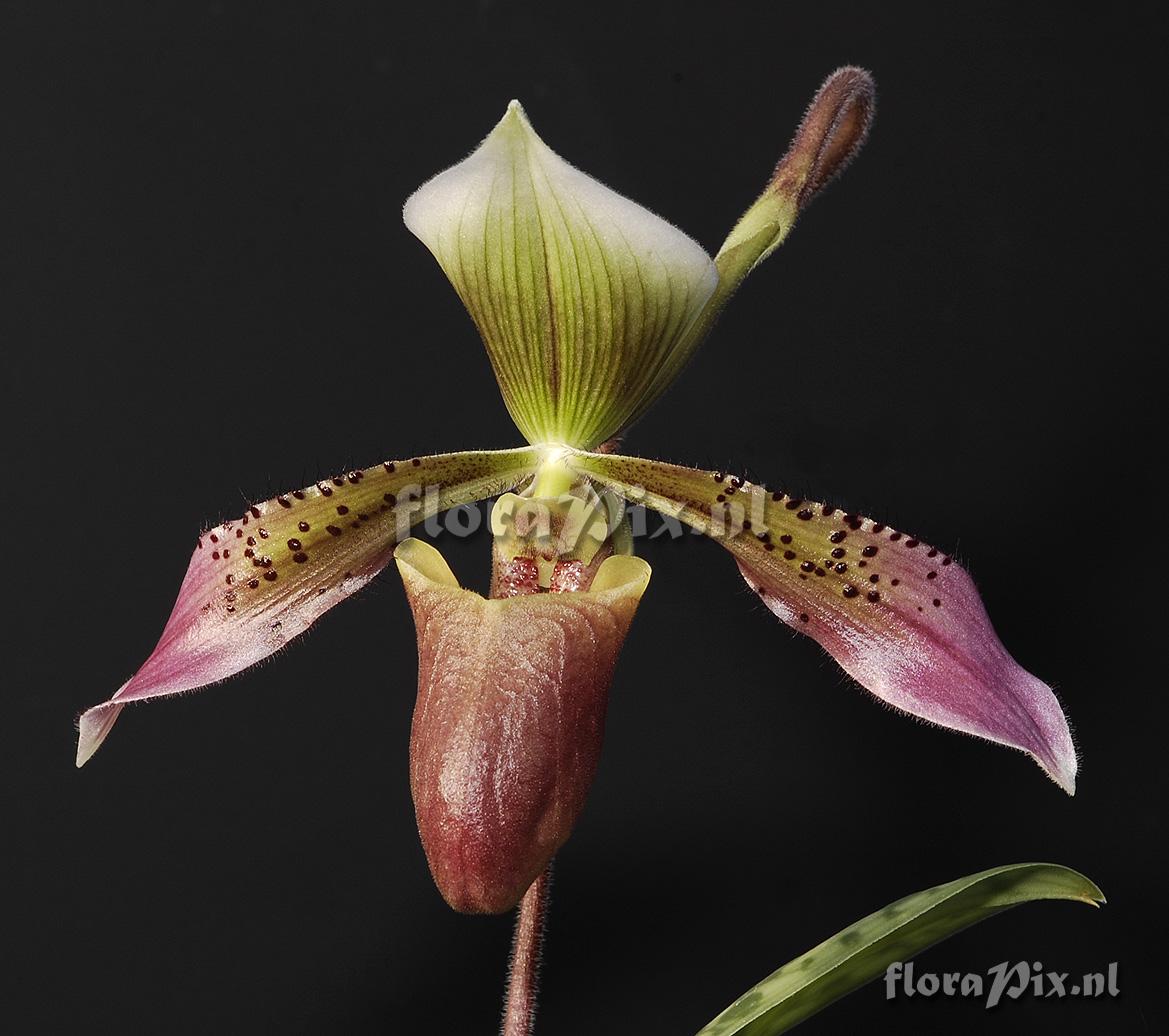 Paphiopedilum parnatanum