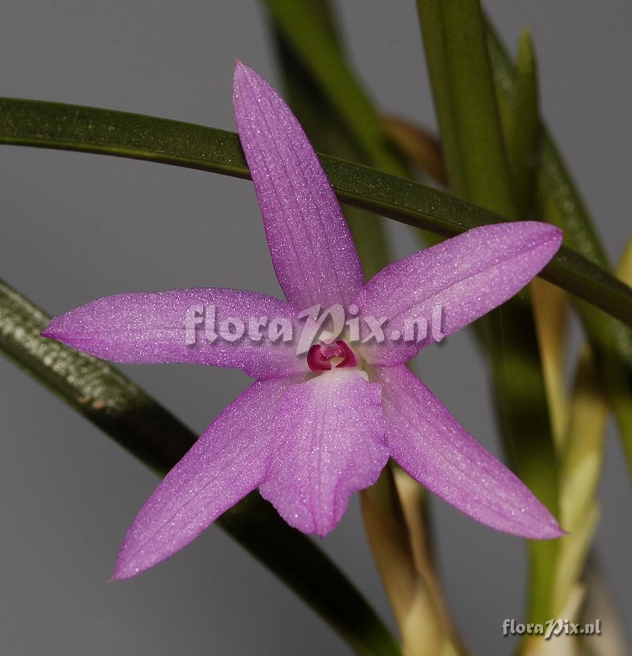 Isabelia violacea