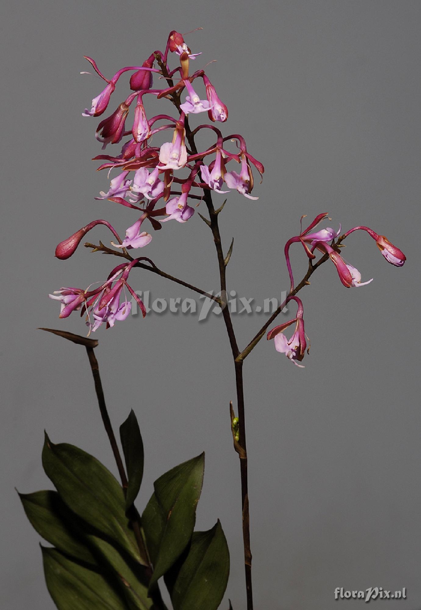 Epidendrum capricornu