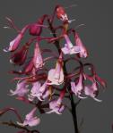 Epidendrum capricornu