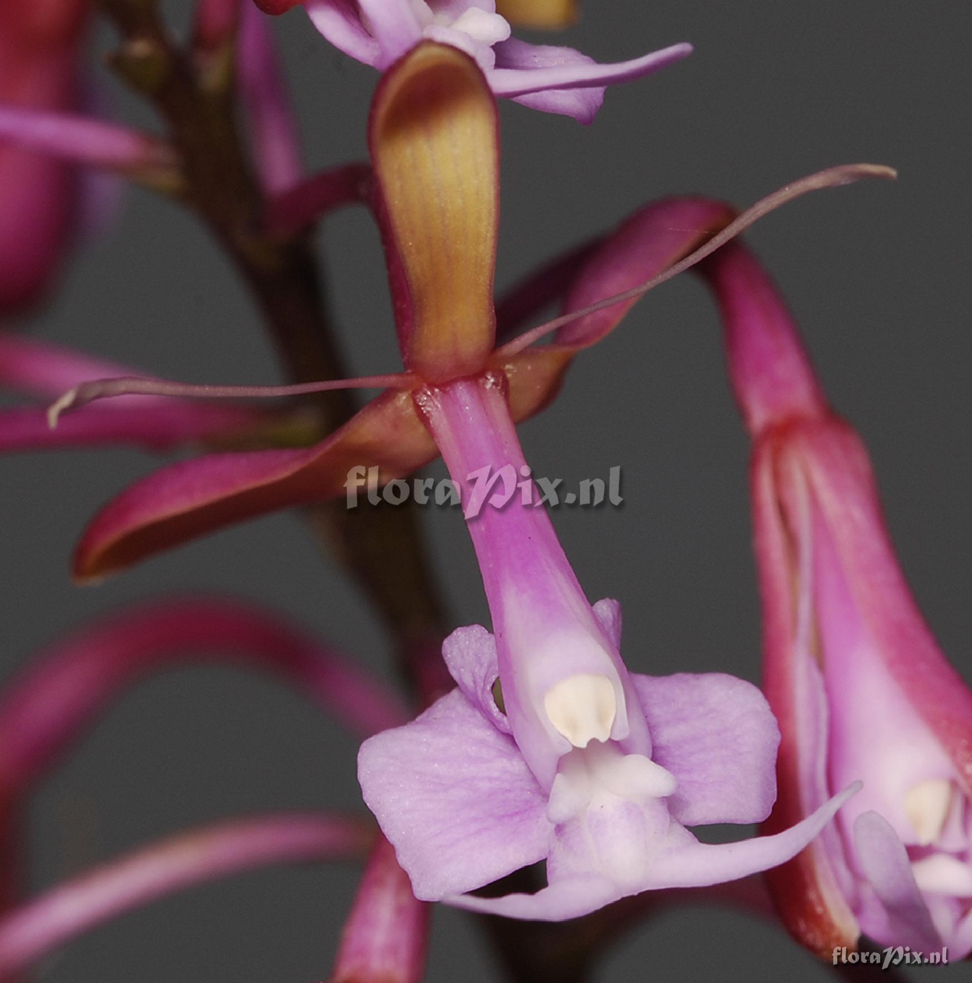 Epidendrum capricornu