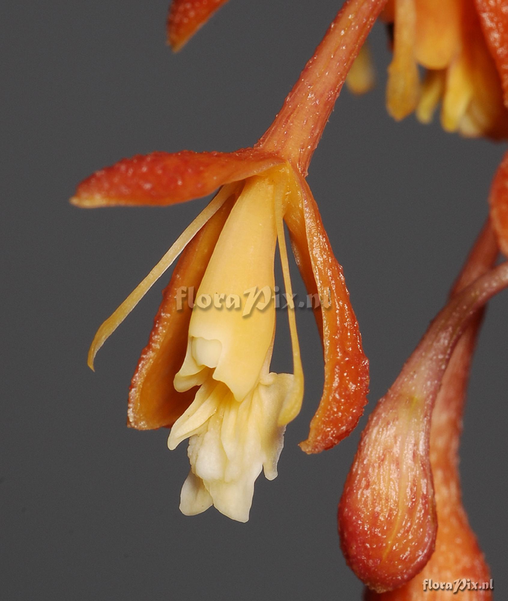 Epidendrum embreei